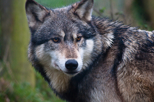 La divergencia evolutiva de los perros y los lobos