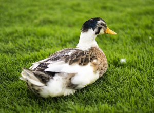 El pato como mascota: un compañero muy cariñoso