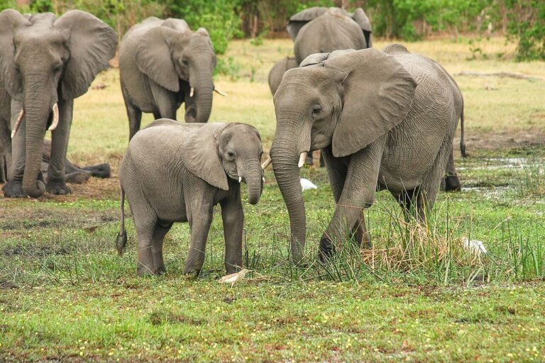 ¿Qué animales viven en grupos?