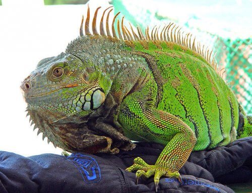 La enfermedad ósea metabólica en reptiles