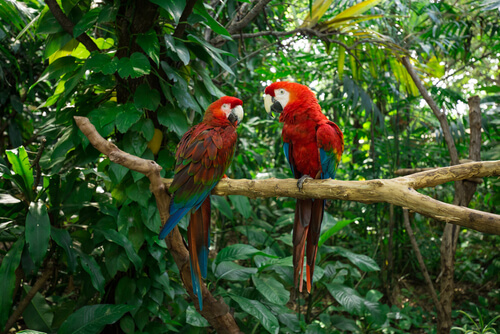 Perroquets sur une branche dans la jungle.