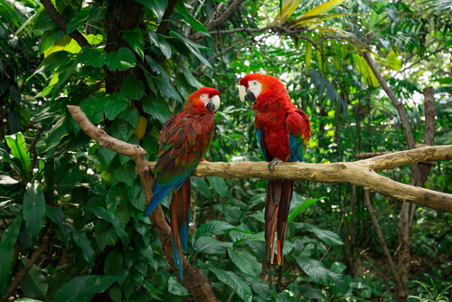 Enriquecimiento ambiental para loros