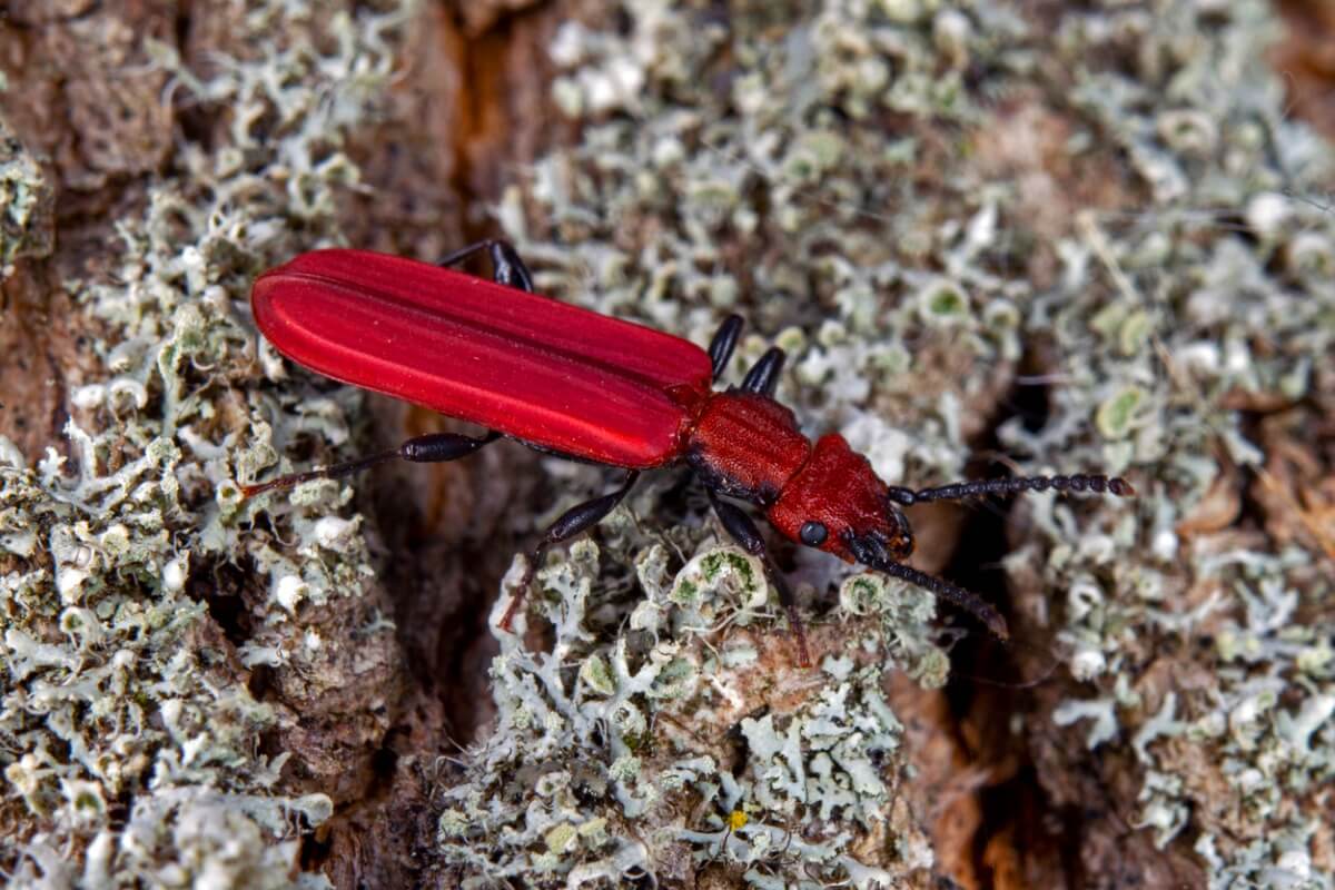 Ce coléoptère fait partie des animaux adaptés au froid extrême.