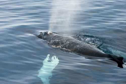 Especies de ballenas: ballena de Groenlandia