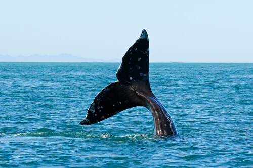 5 especies de ballenas