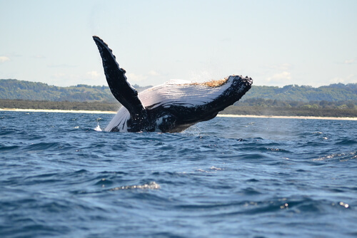 Especies de ballenas: ballena franca austral.
