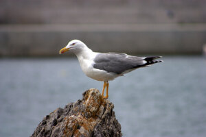 13 especies de aves marinas