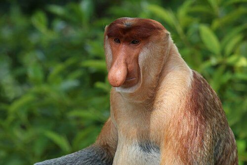 8 especies de monos