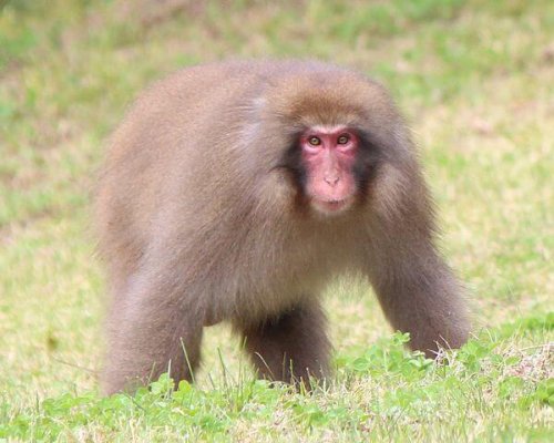 Macaco japones