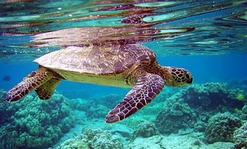 15 especies de tortugas distintas, ¿aún no las conoces?