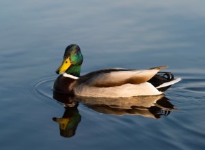 Los patos y sus parientes