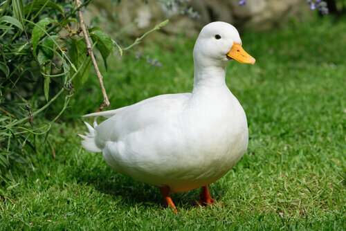 A duck.