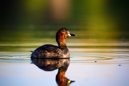 Especies de patos: zambulidor