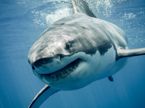 Especies de tiburones: ejemplos