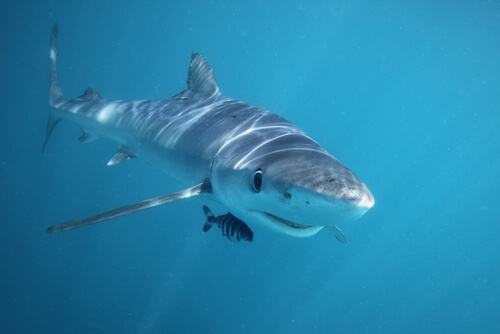 Especies de tiburones: tiburón azul