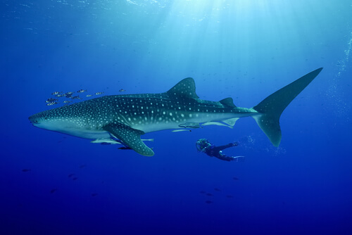 Especies de tiburones: tiburón ballena