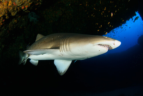 Especies de tiburones: tiburón tigre