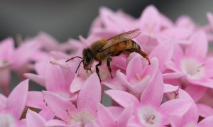 La importancia de las abejas en el ecosistema