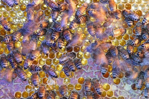 La estructura social de las abejas