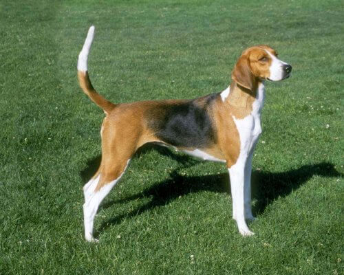 Perro foxhound americano