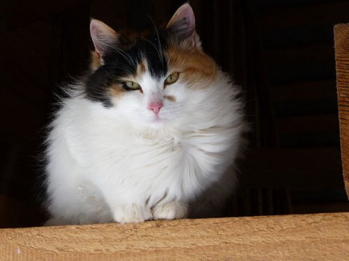 Gato bobtail