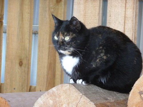 Gato bobtail sentado en un tronco