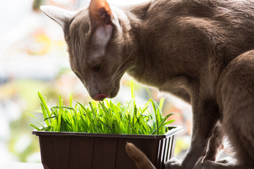 Gato oriental comiendo hierba