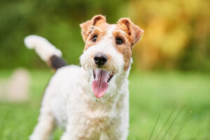 El insulinoma en perros