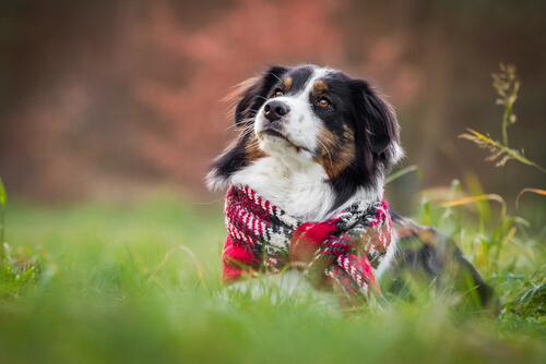 Invierno y perros: cuidados y consideraciones