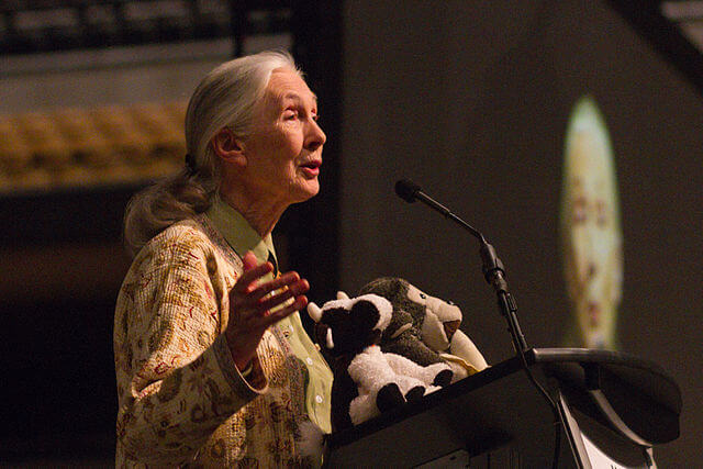 ¿Quién es Jane Goodall?
