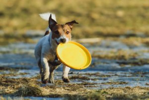 ᐅ Jugar al Frisbee con tu perro. Un deporte muy de moda