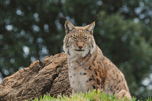 Lynx ibérique.