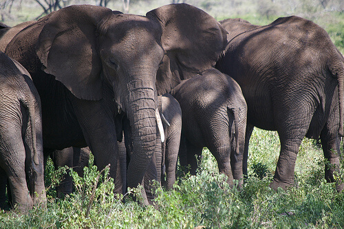 Estructura social de las manadas de elefantes