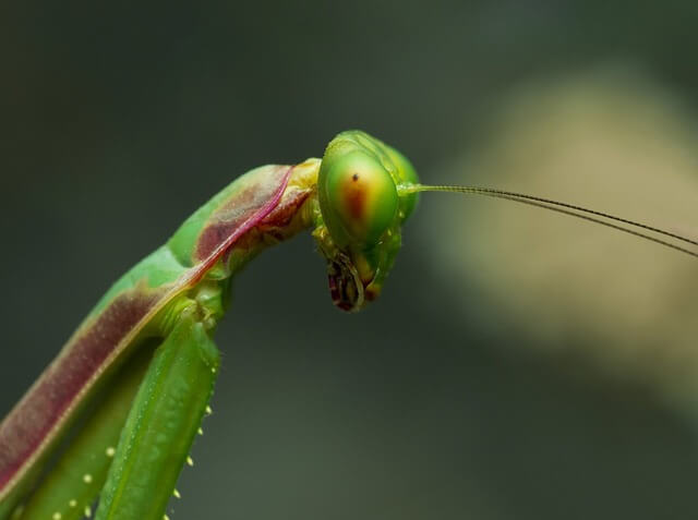 La mante religieuse peut être gardée comme animal de compagnie.