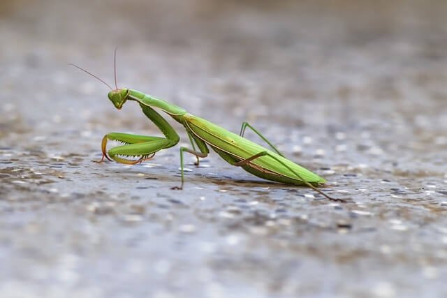 La mantis religiosa puede medir hasta 10 centímetros.