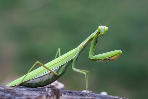 Mantis religiosa: características, comportamiento y hábitat
