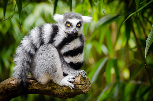 Lemur en una rama