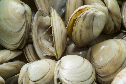 Moluscos: almejas