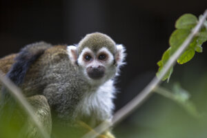 ¿Por qué no se puede tener un mono como mascota?