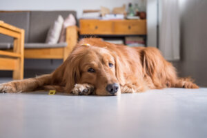 La neoplasia cardíaca en perros