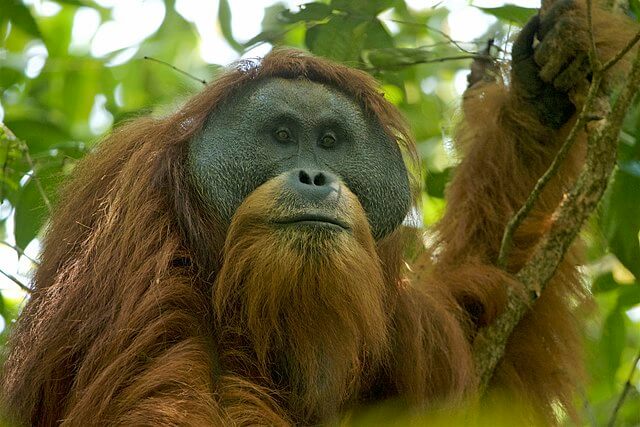 Nueva especie de orangután