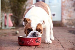 Los nutrientes necesarios para perros ancianos