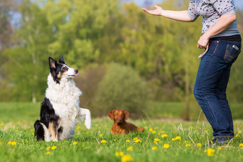 Ejercicios de obediencia básica en perros