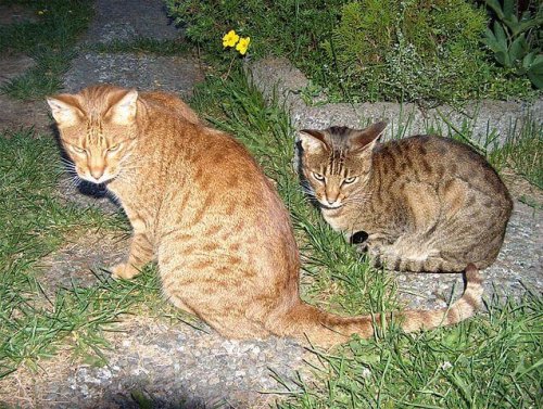 Gatos ocicat