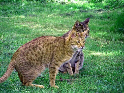 9 Hauskatzen, die wie Wildkatzen aussehen
