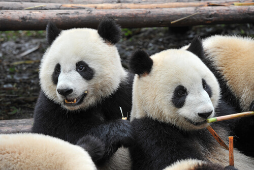 Des pandas géants.
