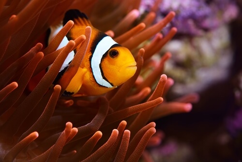 Peces de agua salada: pez payaso