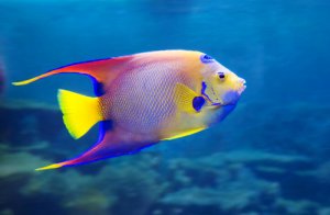 8 peces de agua dulce