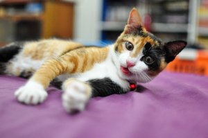 La periodontitis en gatos, imprescindible prevenirla