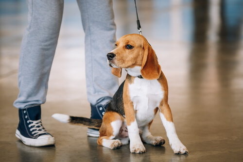 ¿Los perros sienten empatía?